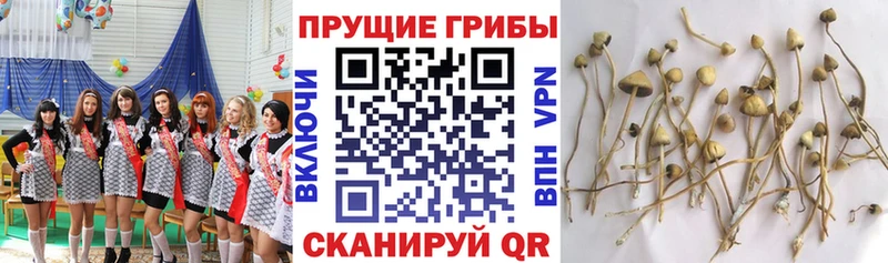 Псилоцибиновые грибы прущие грибы omg ССЫЛКА Боровичи